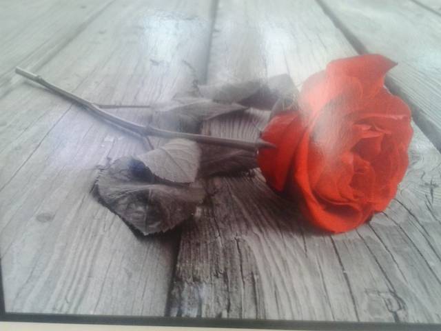 2015-10-24 16.22.56.jpg - milosnikkraglosci48