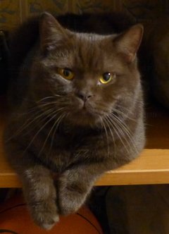 Moje kocie dziecko i cycuś na 4 łapkach