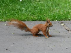 zostaniesz moja wiewiureczka ?