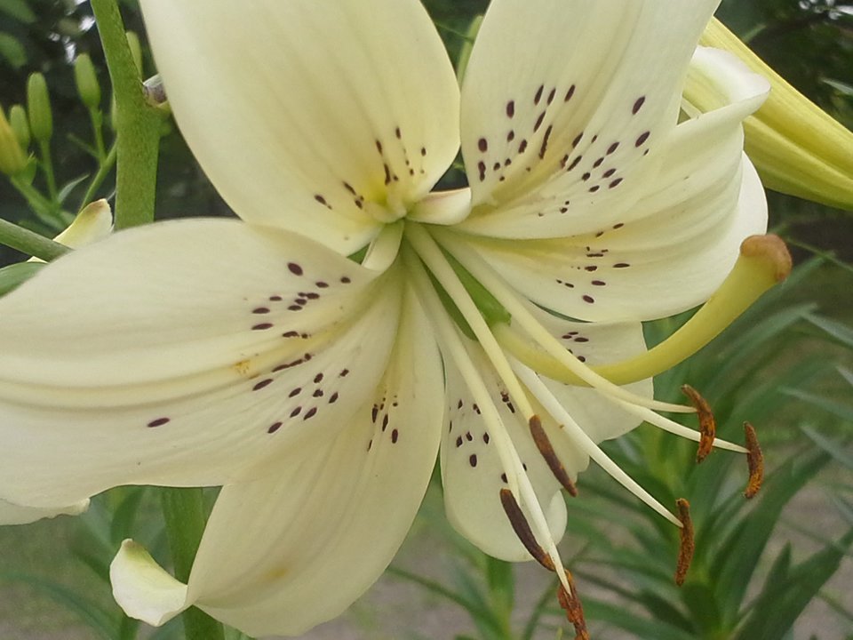 a 004.jpg - Grzechota