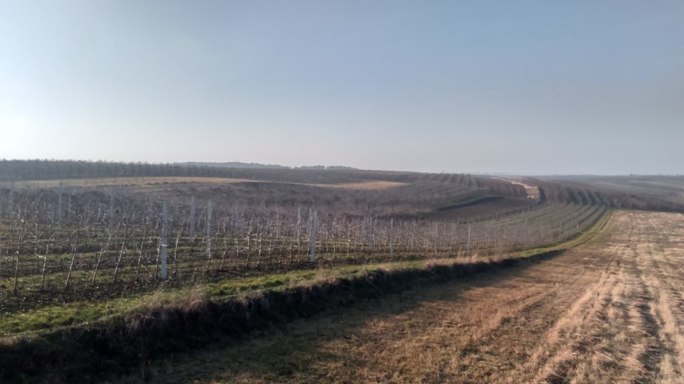 n.JPG - Sandomierski_widok