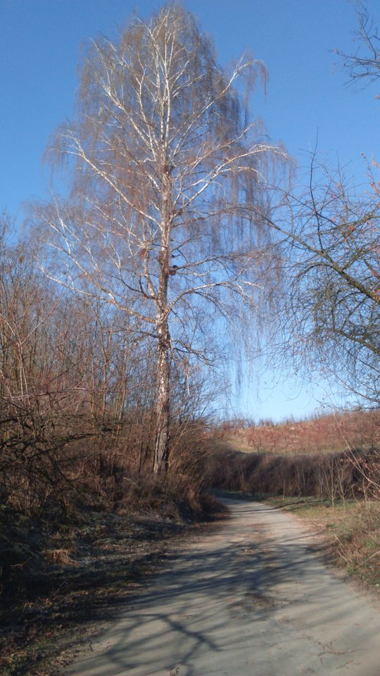 brzoza - Sandomierski_widok