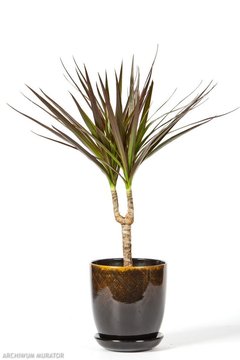 dracena_obrzezona_783826.jpg