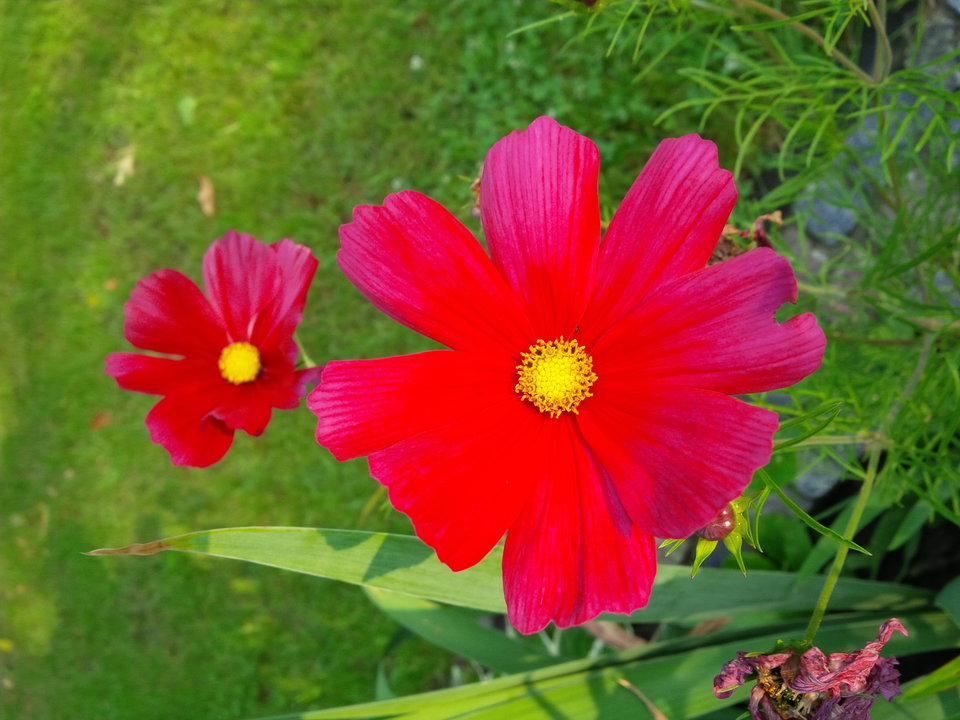 Torze - Pan_Stanowczy