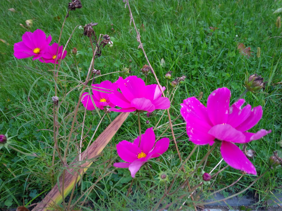 Torze - Pan_Stanowczy