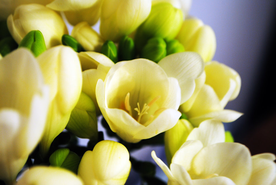 Dla wszystkich Pań z okazji ich święta... :* - uhtred