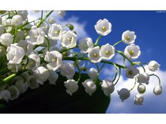 konwalie-dzwonki-kwiaty (Copy).jpeg