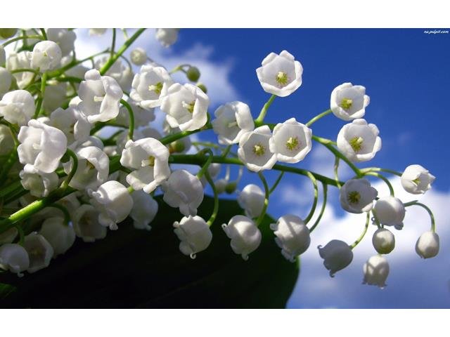 konwalie-dzwonki-kwiaty (Copy).jpeg - Samotny75ON