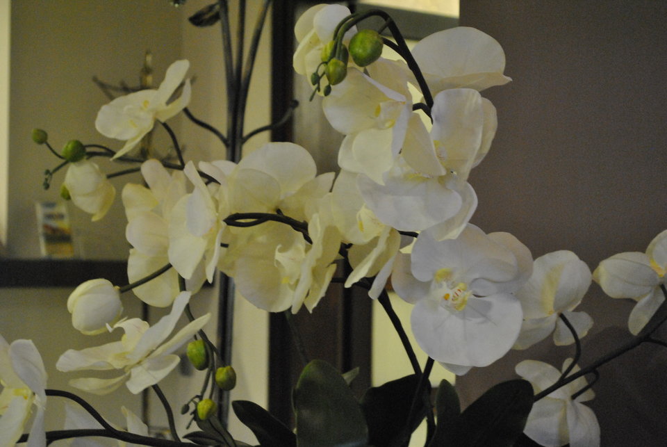 Orchidea :)) - orchidea_80_72