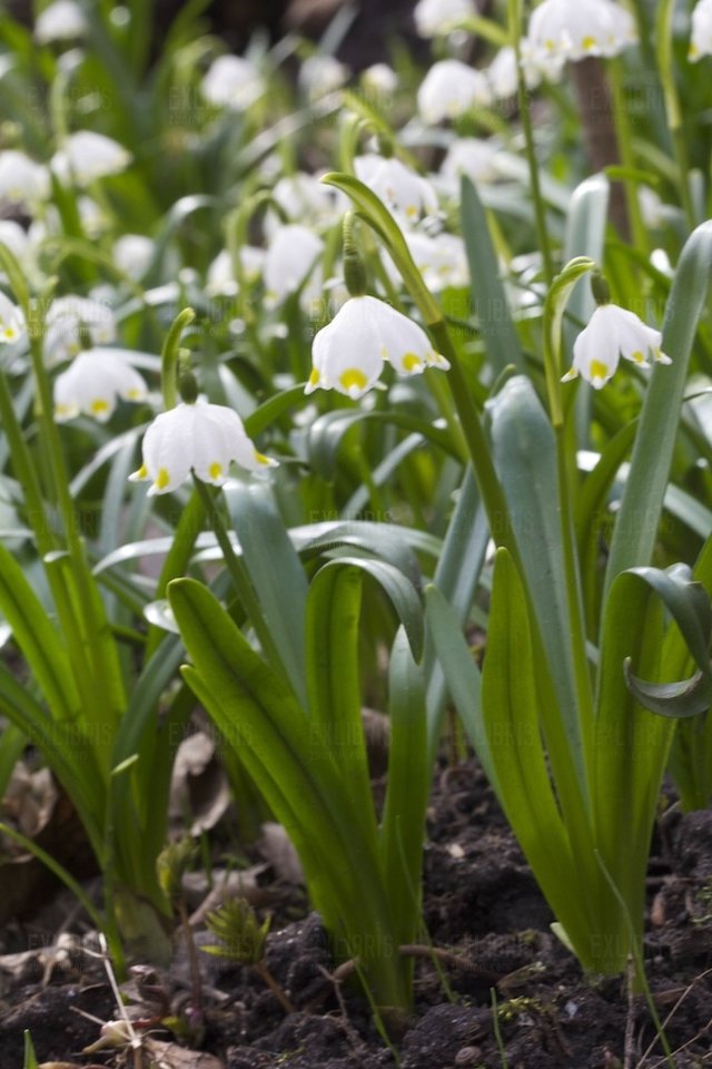 Wiosna... ach to Ty!  - exlibris