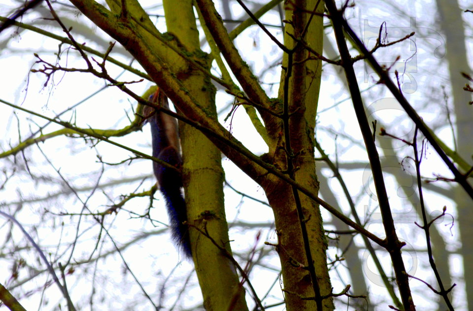 Miły poranny gość 2 - frocio