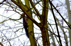 Miły poranny gość 2