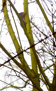 Miły poranny gość 3