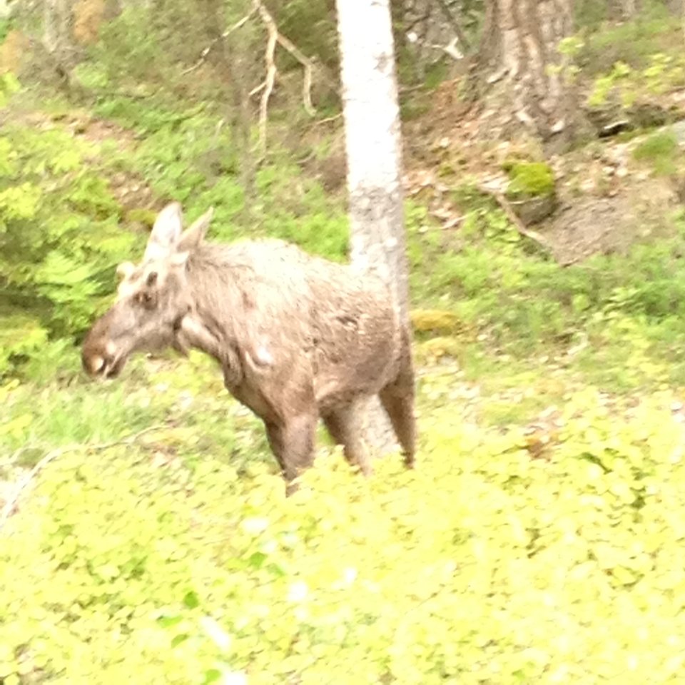 losiu :p  - starapara44