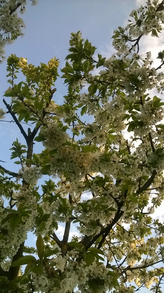 WP_20160504_06_03_10_Pro.jpg - subtelny2