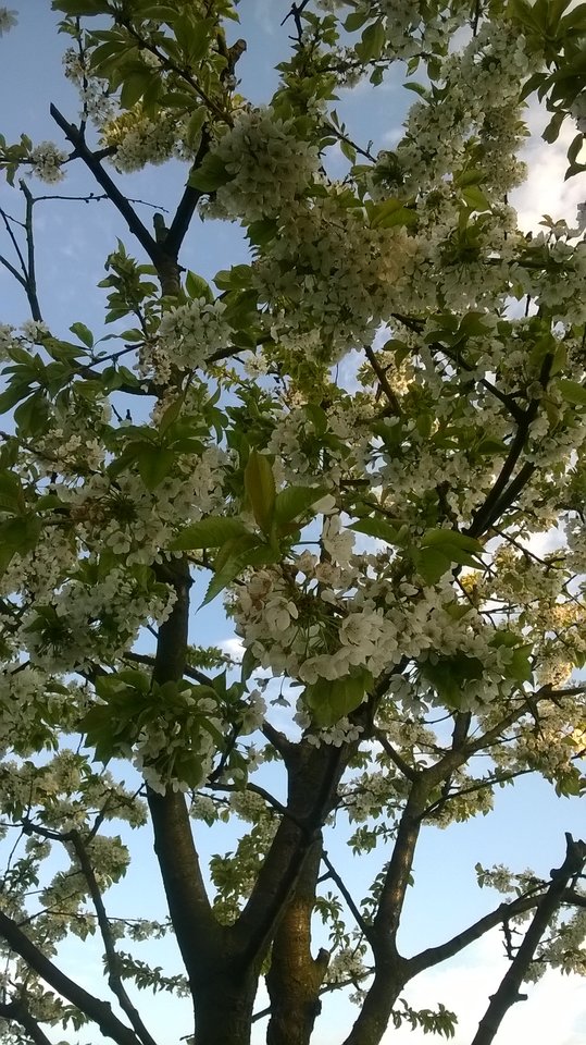 WP_20160504_06_03_06_Pro.jpg - subtelny2