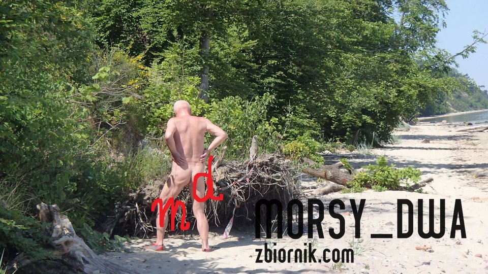 Co te mrówy robą? - Morsy_dwa