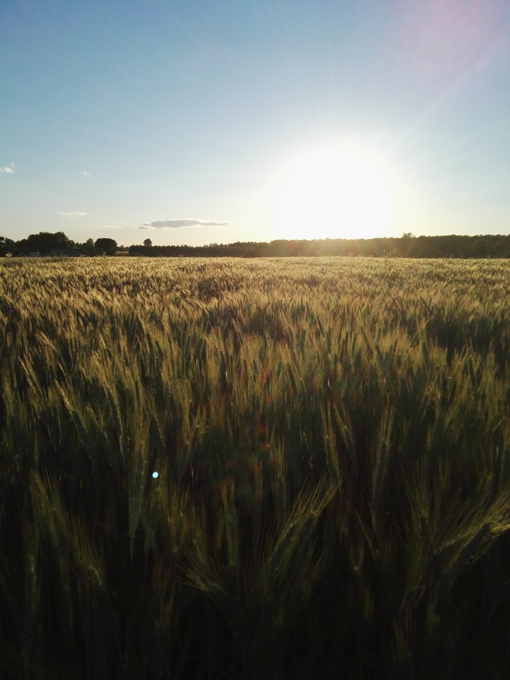 IMG_20160611_200123.jpg - Arrou