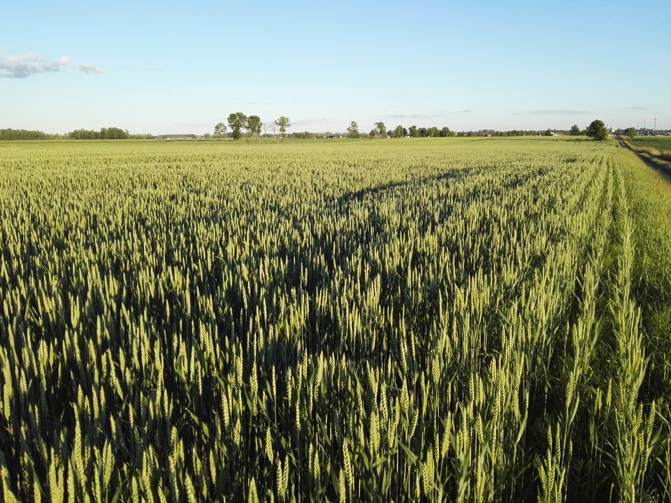 IMG_20160611_200153.jpg - Arrou