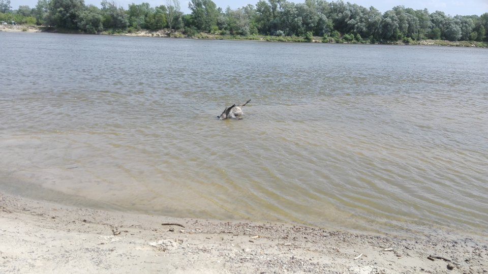 IMG_20160617_120226.jpg - parabezz