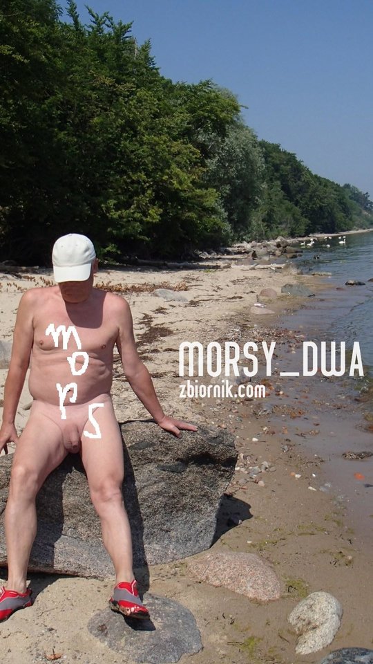 Mors na kamieniu - Morsy_dwa