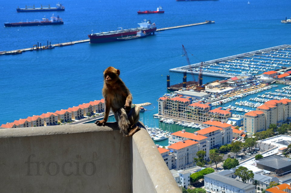 A to ci małpa! ;-) - frocio