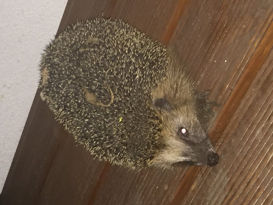 image.jpeg - on1978r