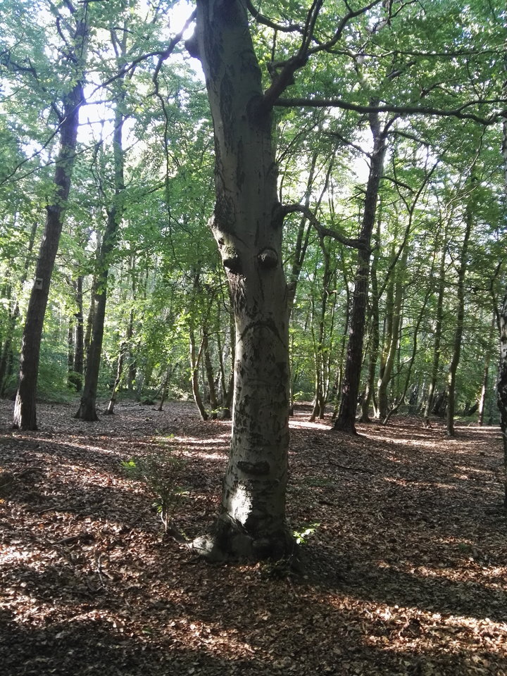 IMG_20160704_183535.jpg - Arrou