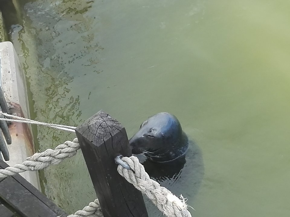 IMG_20160704_173844.jpg - Arrou