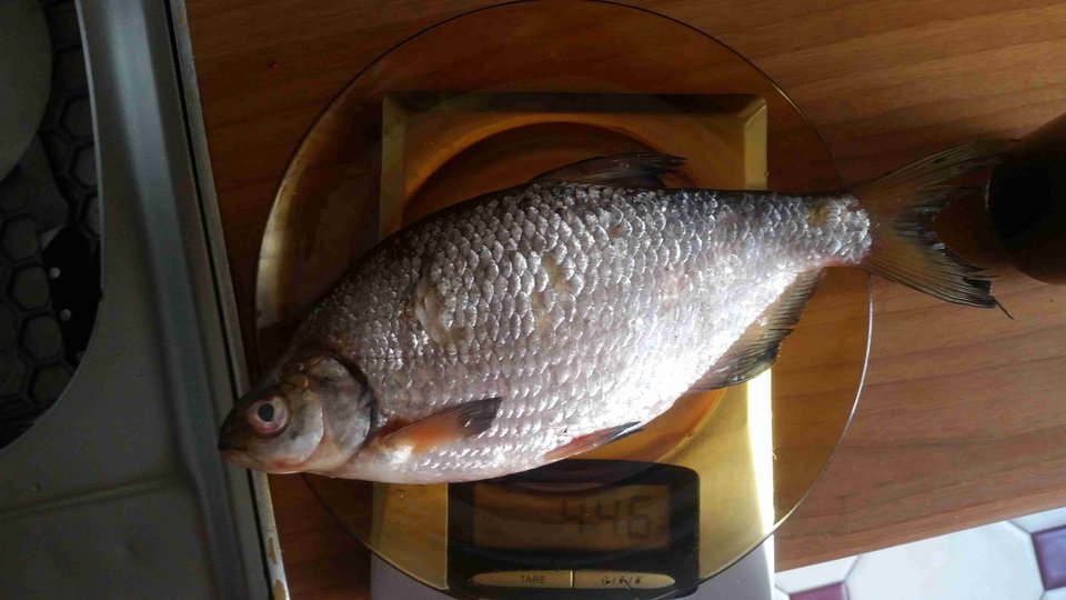 krapik.jpg - skrad_dleihs