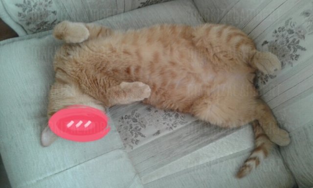 mój obrońca - MarkizaLambert