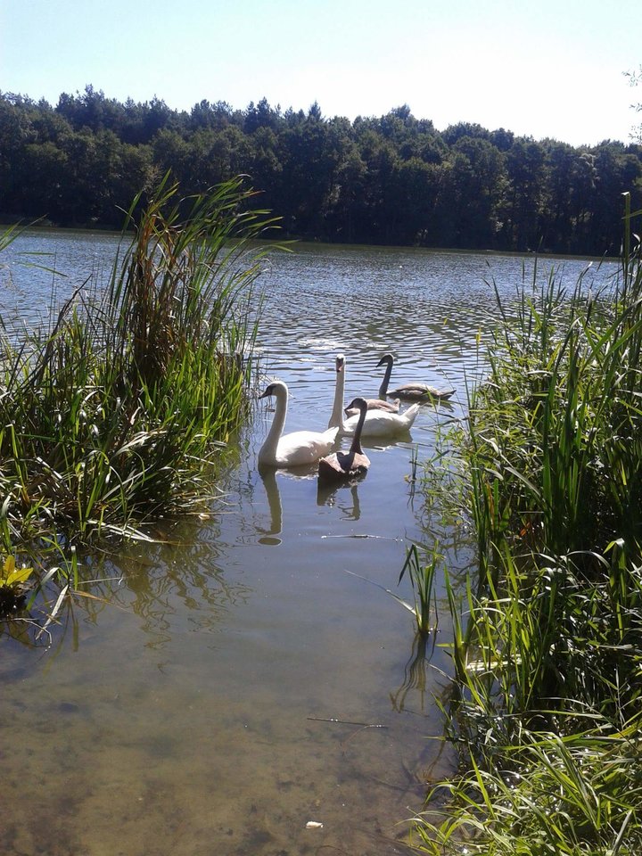 12238074_1036774163019568_4976573472085485234_o.jpg - realistka23