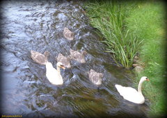 Łabędzia rodzinka...