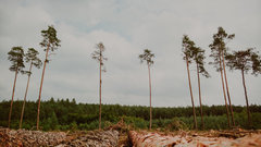 tree.jpg