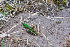 Najsprytniejszy Konik z Las Vegas :))