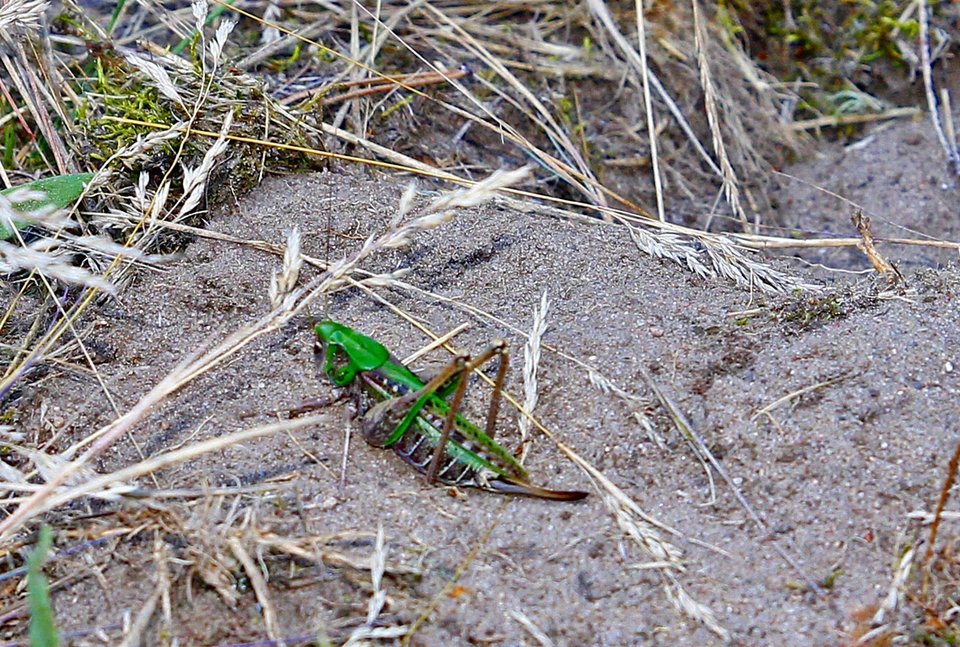 Najsprytniejszy Konik z Las Vegas :)) - kicurki