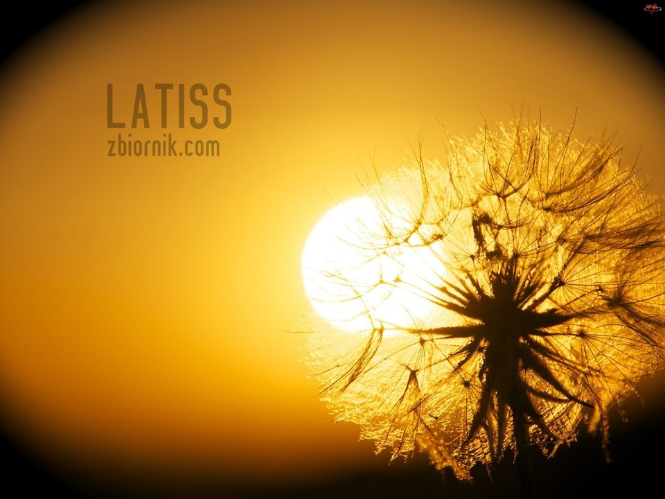 109179.jpg - latiss
