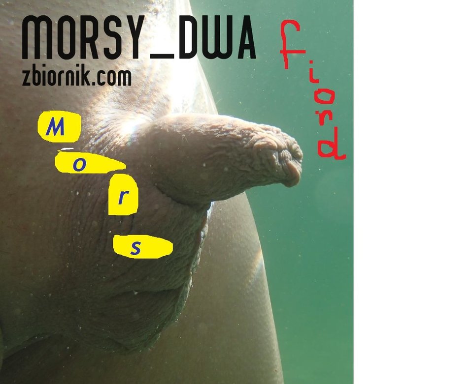 Zmarznięty. - Morsy_dwa