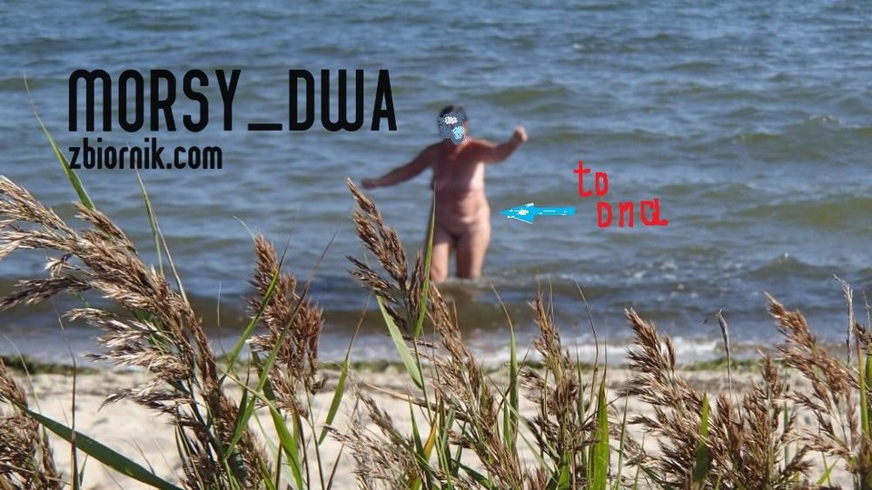 Za trawami. - Morsy_dwa