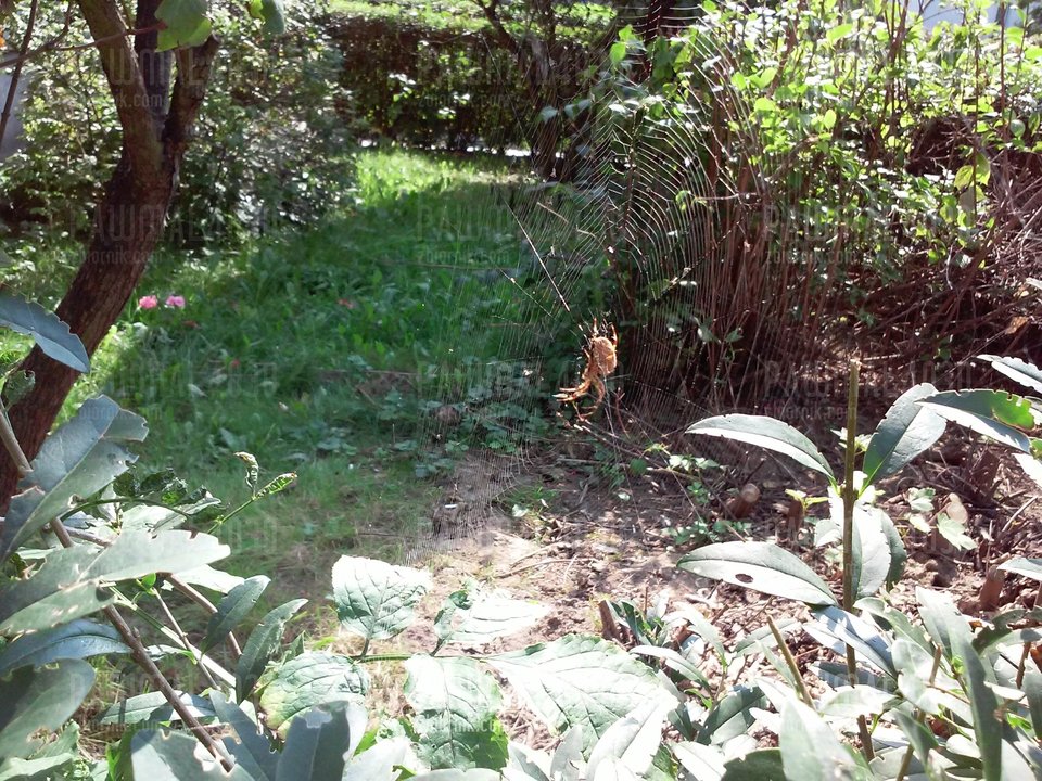 Pajączek - pawmal4030