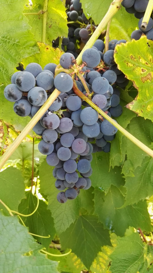 IMG_20160924_133303.jpg - podniecony111