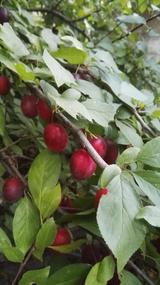 IMG_20160926_180410.jpg - podniecony111