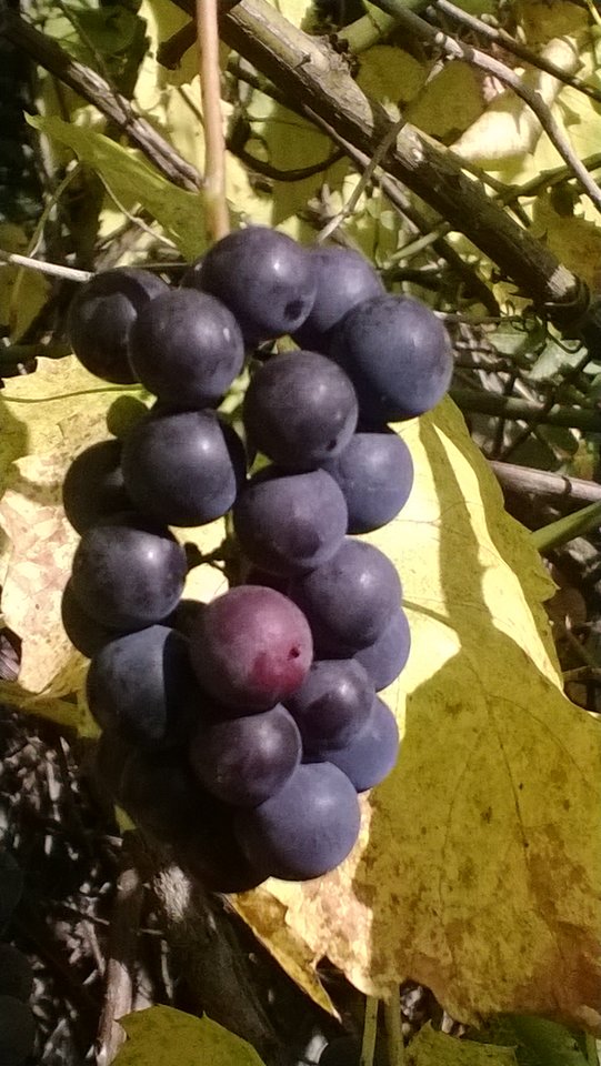 WP_20161001_278.jpg - Ratl