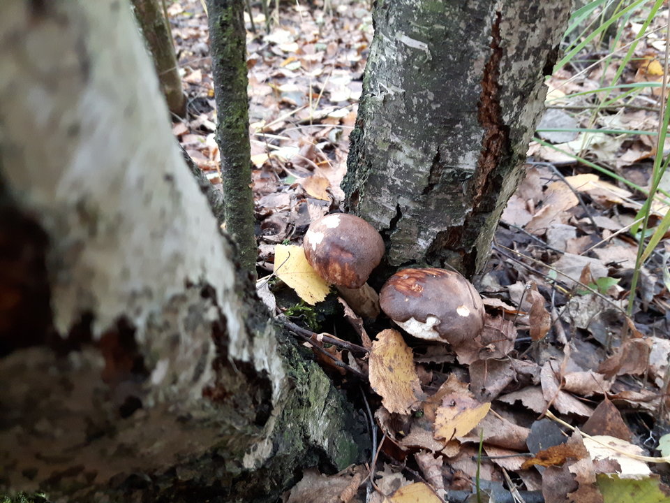 20161013_161904[1].jpg - rafixxx1