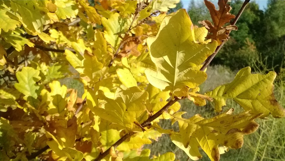 WP_20161014_054.jpg - Ratl