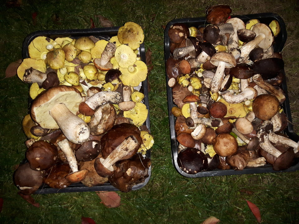 20161015_190600[1].jpg - rafixxx1