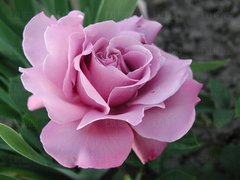 Dla istot nie z tego świata... a z Wenus