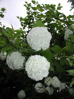 Wspomnienie letnich dni