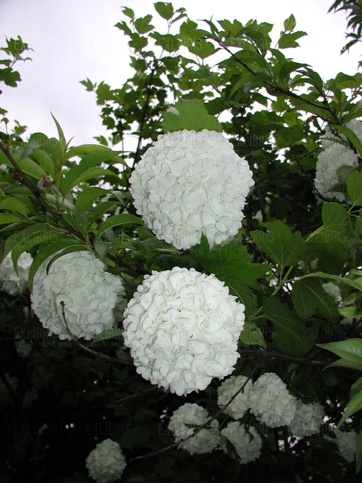 Wspomnienie letnich dni - exlibris