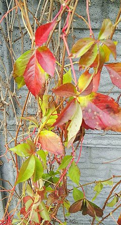IMG_20161023_161210.jpg